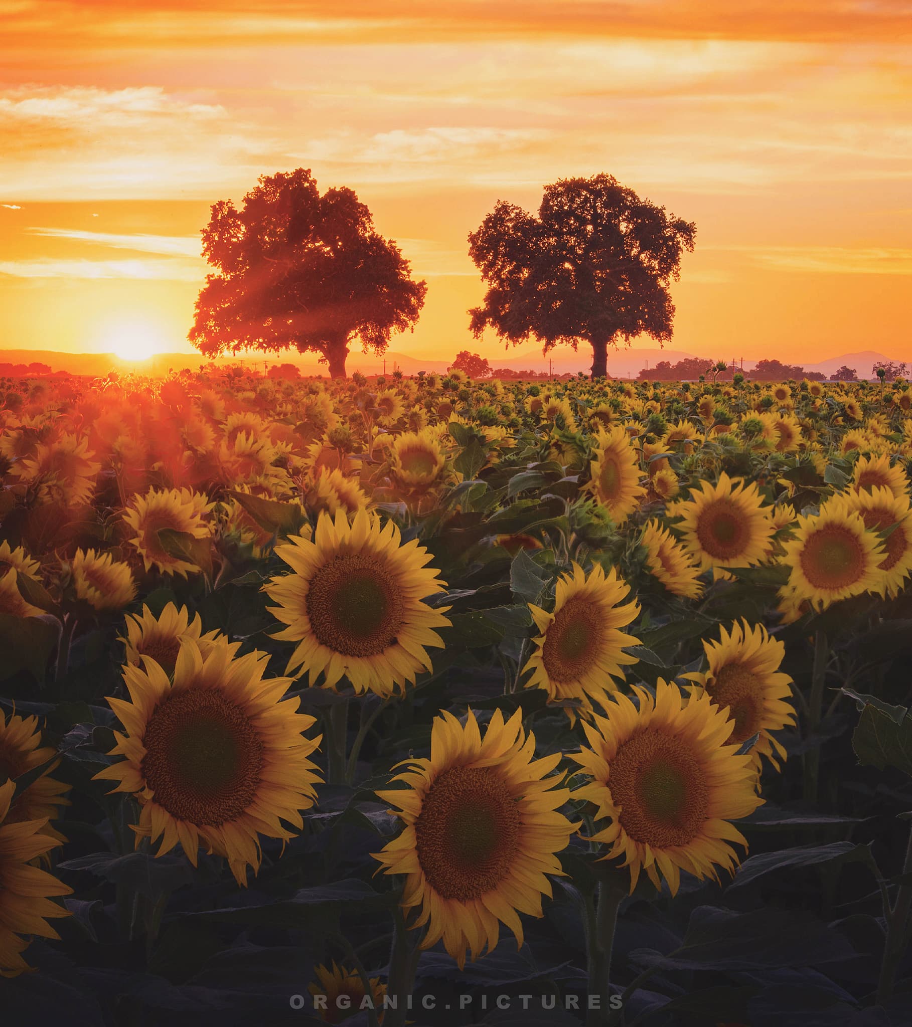 sacramento