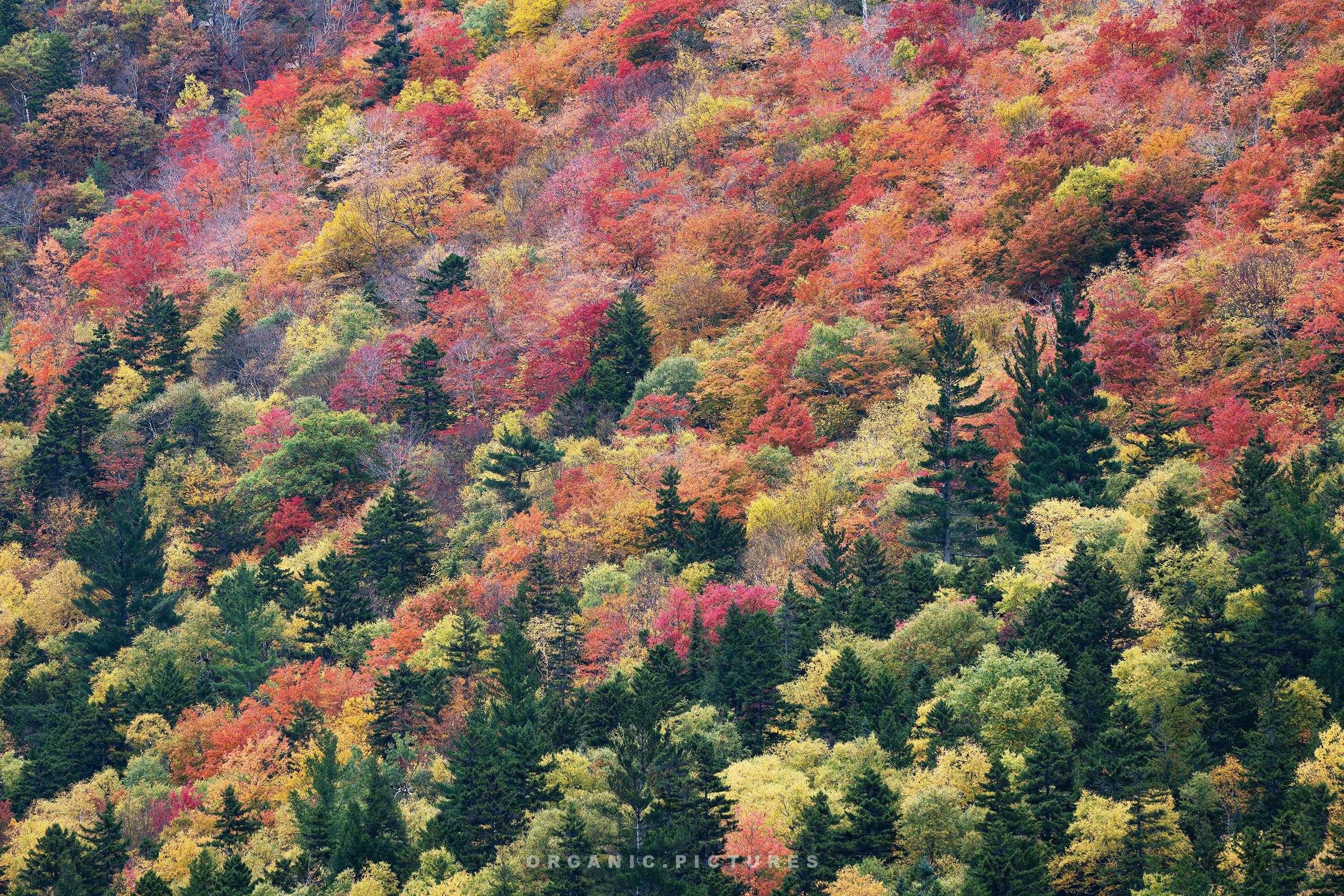 new-hampshire